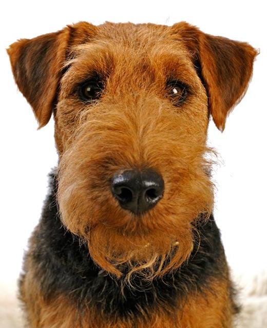 Welsh Terrier Dog Breed Image 15