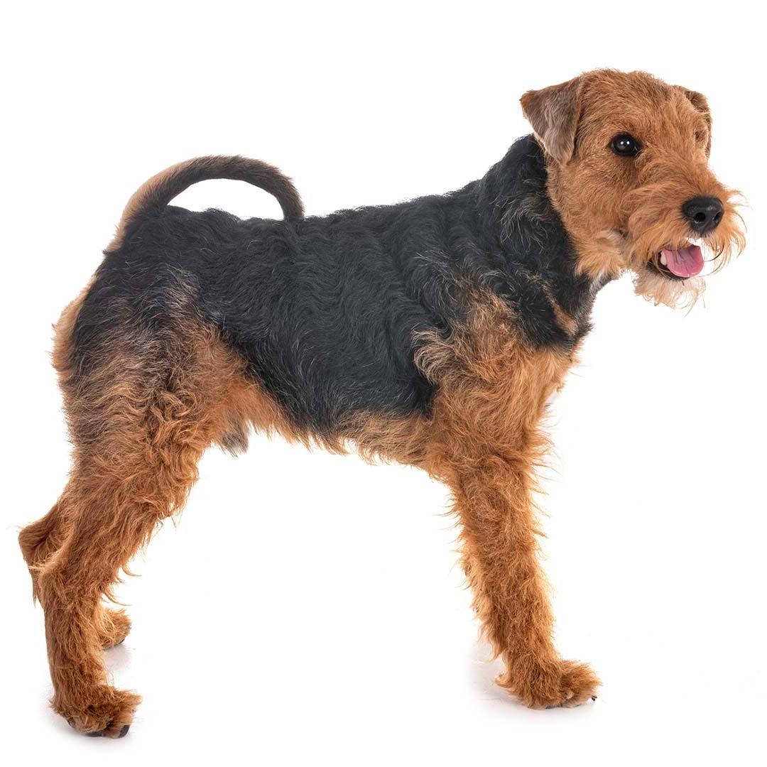 Welsh Terrier Dog Breed Image 18