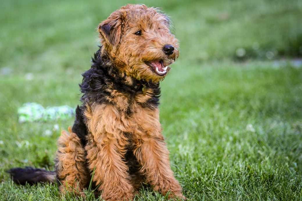 Welsh Terrier Dog Breed Image 3