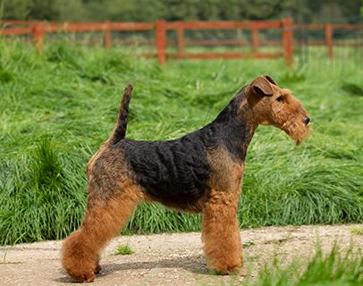 Welsh Terrier Dog Breed Image 4