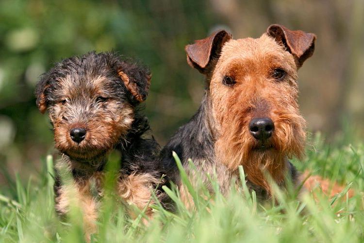 Welsh Terrier Dog Breed Image 5