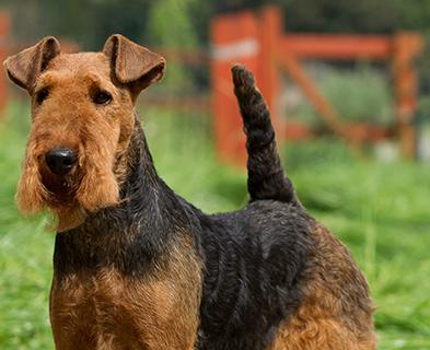 Welsh Terrier Dog Breed Image 7