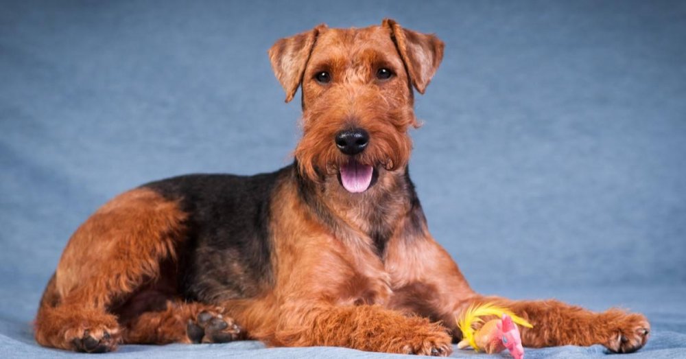 Welsh Terrier Dog Breed Image 9