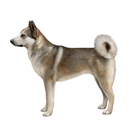 West Siberian Laika Dog Breed Image 10