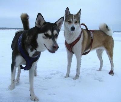 West Siberian Laika Dog Breed Image 12