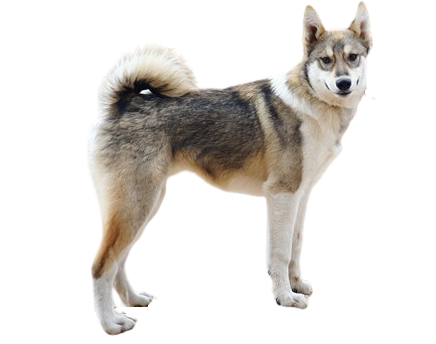 West Siberian Laika Dog Breed Image 15