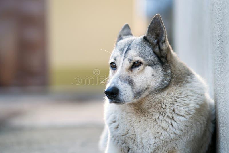 West Siberian Laika Dog Breed Image 19