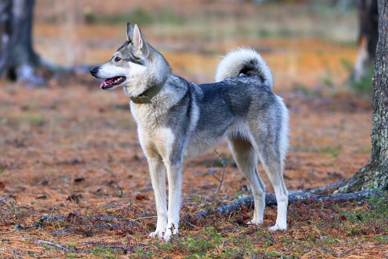 West Siberian Laika Dog Breed Image 2