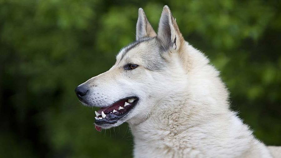 West Siberian Laika Dog Breed Image 20