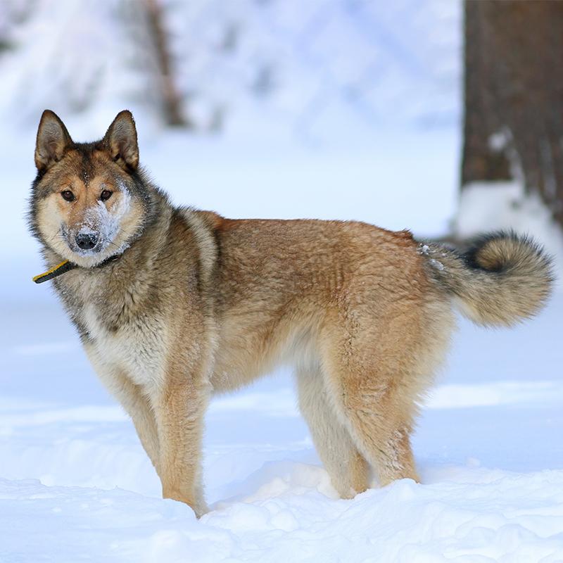 West Siberian Laika Dog Breed Image 4