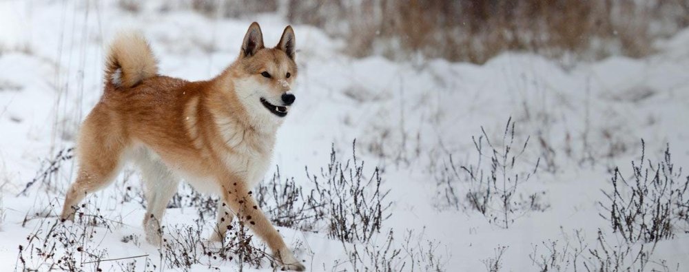 West Siberian Laika Dog Breed Image 6