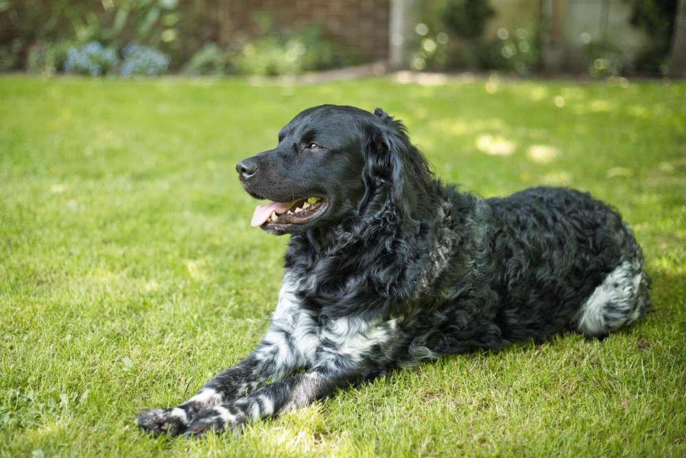 Wetterhoun Dog Breed Image 1