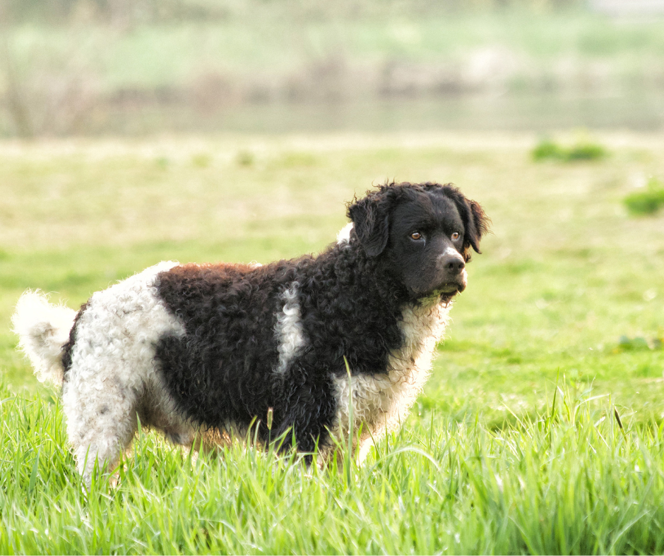 Wetterhoun Dog Breed Image 13