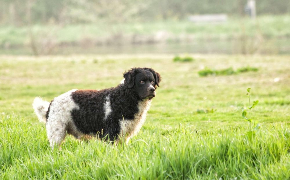 Wetterhoun Dog Breed Image 19