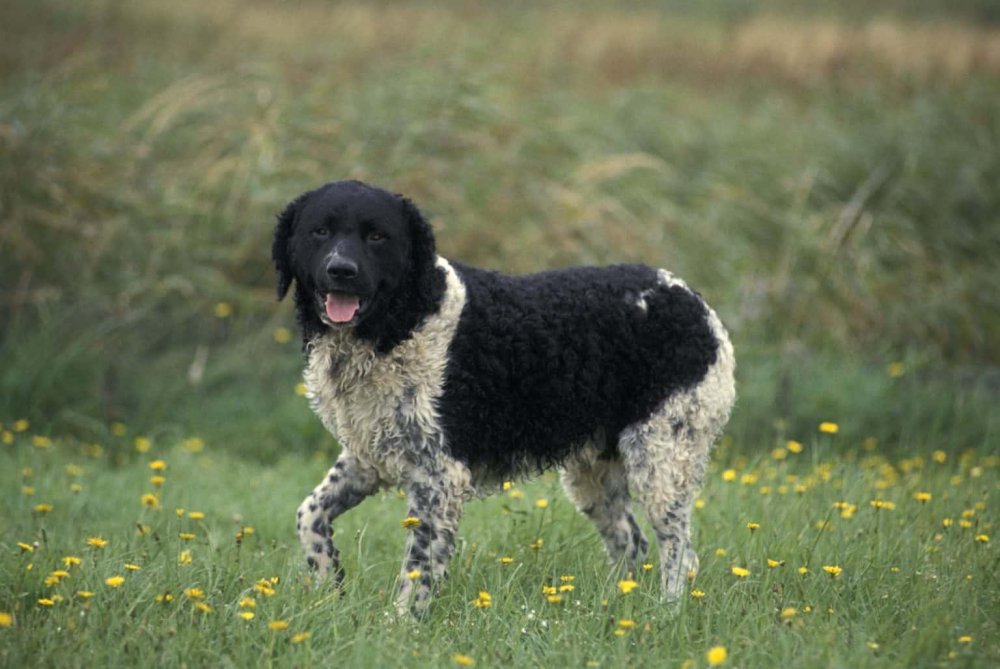 Wetterhoun Dog Breed Image 6