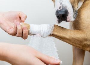 What to do if your dog is injured in an accident Image 10