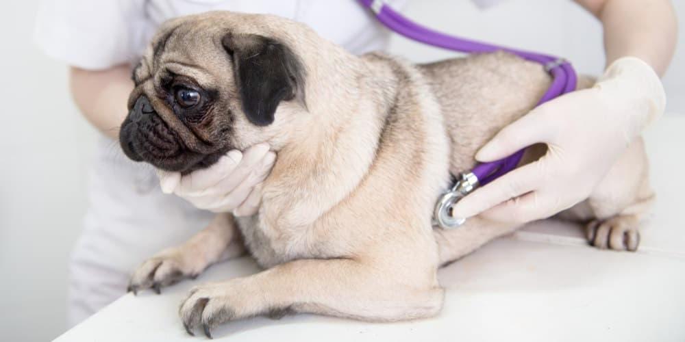 What to do if your dog is injured in an accident Image 15