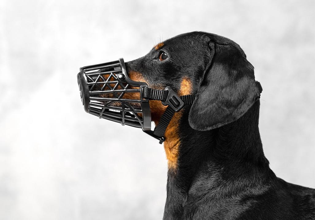 What to do if your dog is injured in an accident Image 17