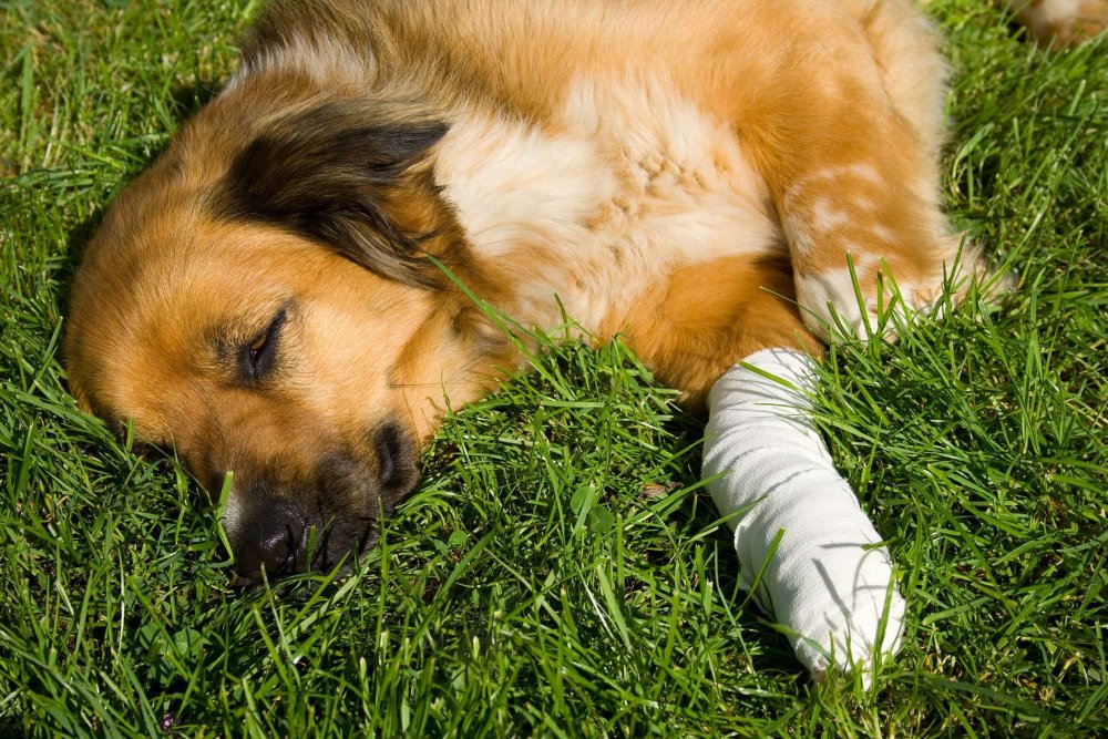 What to do if your dog is injured in an accident Image 18