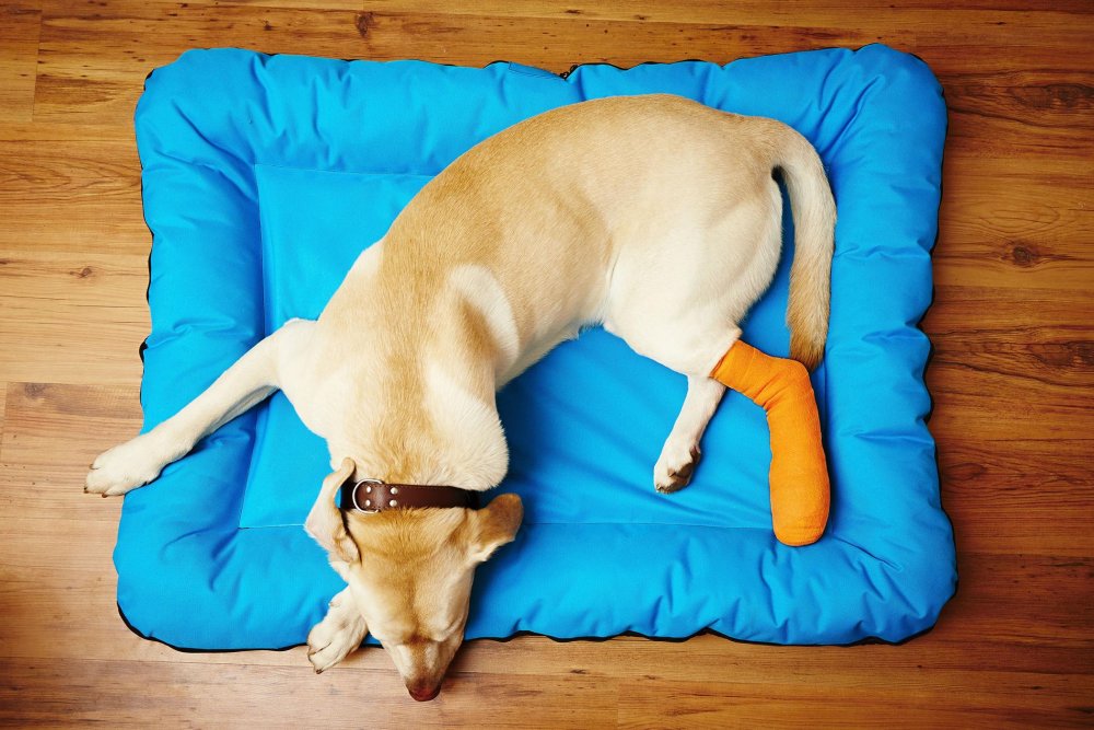 What to do if your dog is injured in an accident Image 3