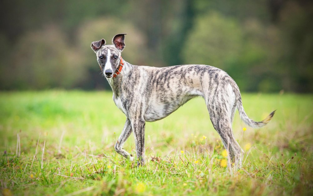 Whippet Dog Breed Image 1