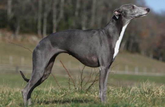 Whippet Dog Breed Image 13