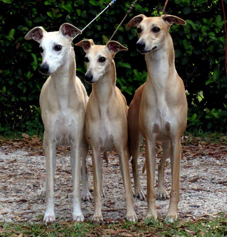 Whippet Dog Breed Image 15