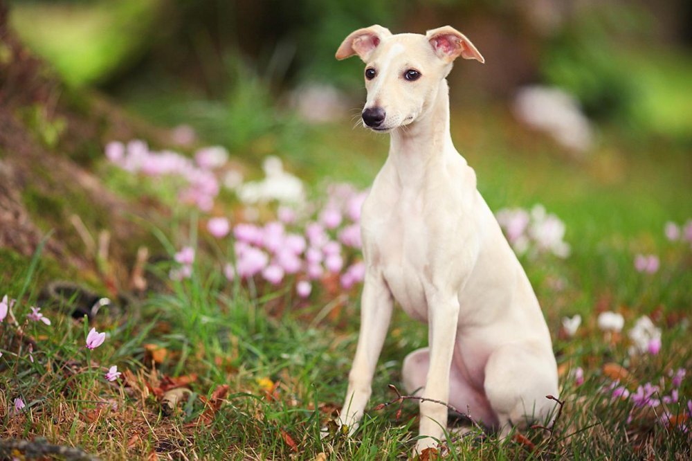 Whippet Dog Breed Image 2