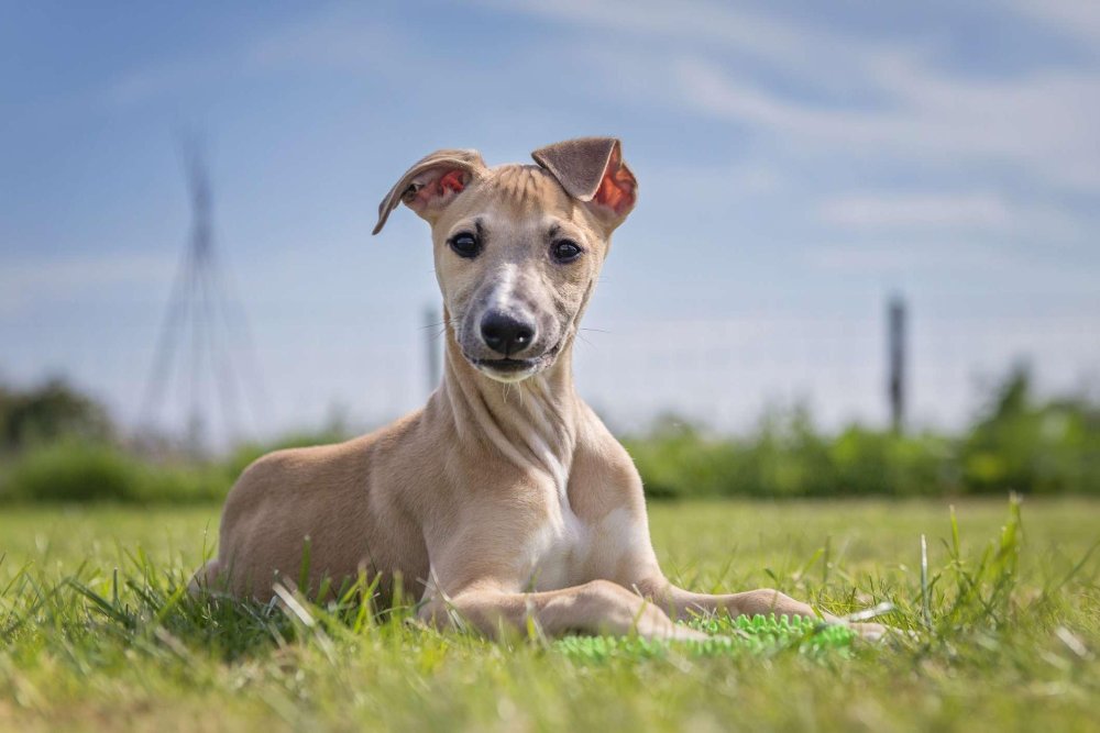 Whippet Dog Breed Image 6