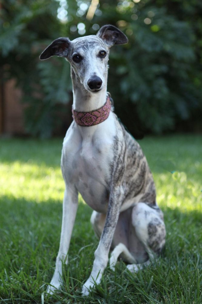 Whippet Dog Breed Image 7