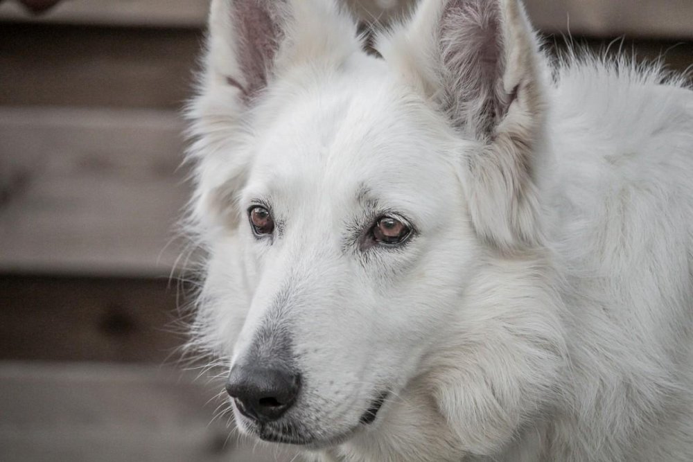 White Shepherd Dog Breed Image 18