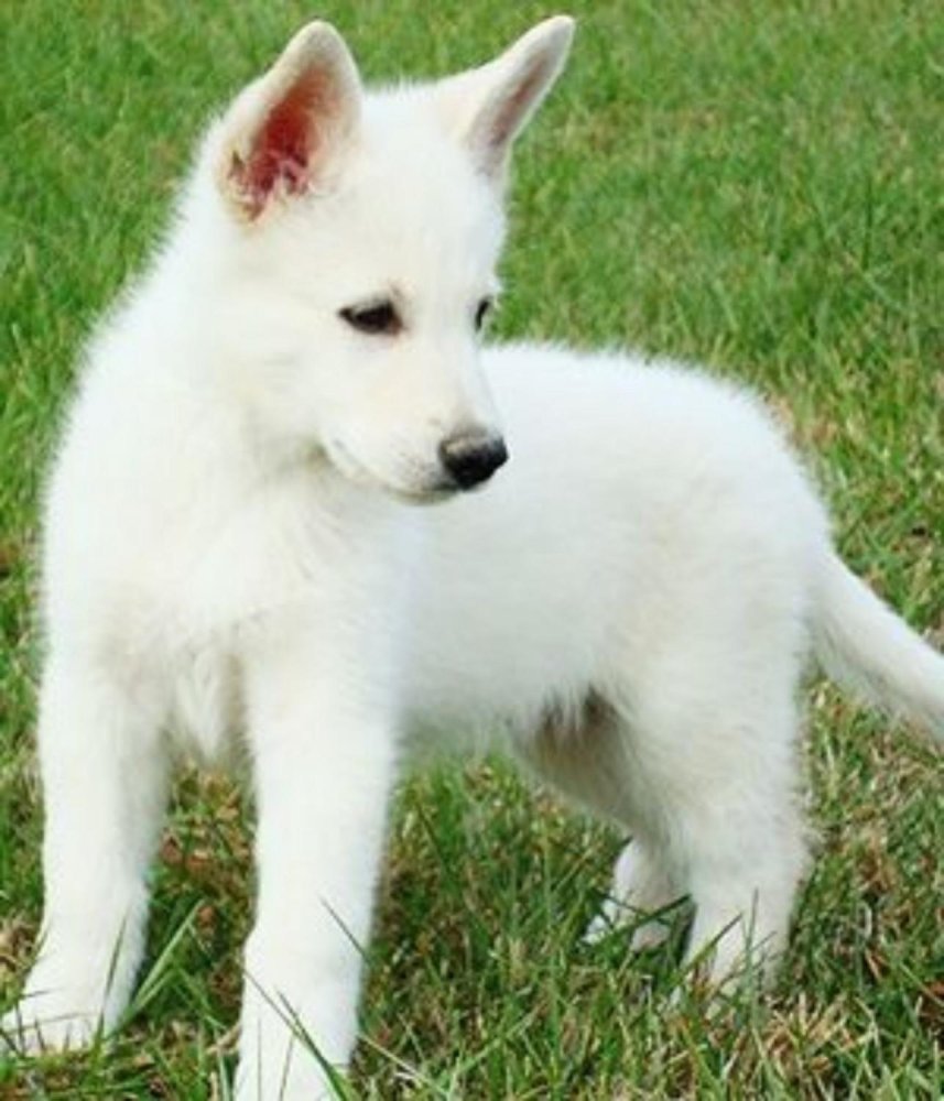 White Shepherd Dog Breed Image 2