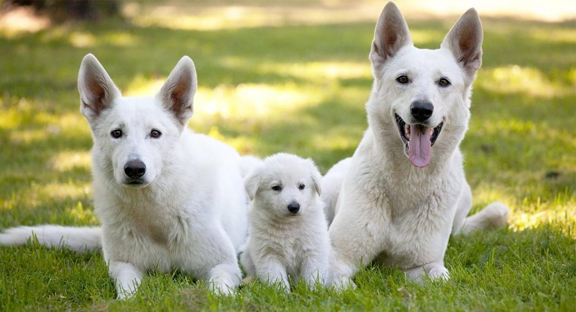 White Shepherd Dog Breed Image 3