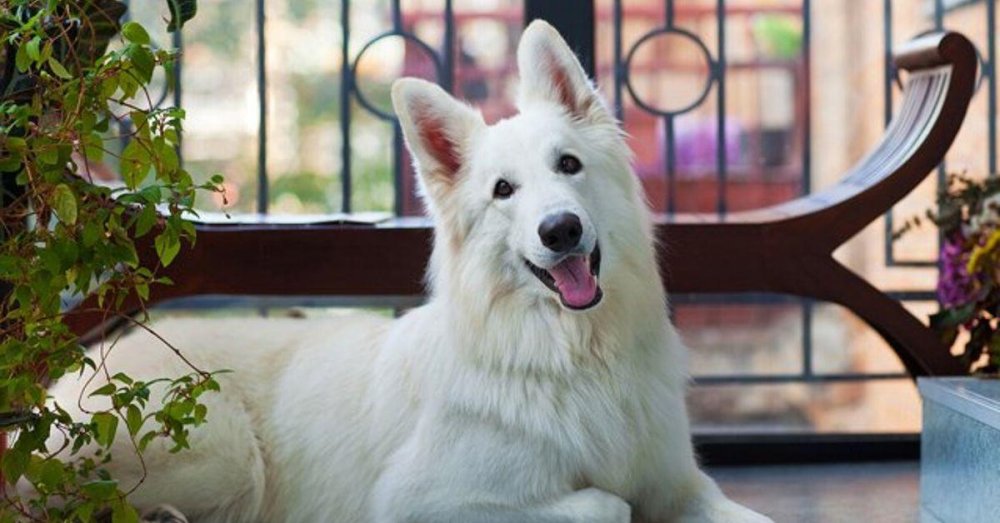 White Shepherd Dog Breed Image 4