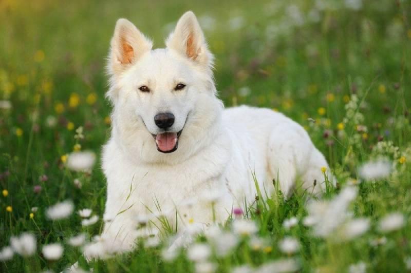 White Shepherd Dog Breed Image 6