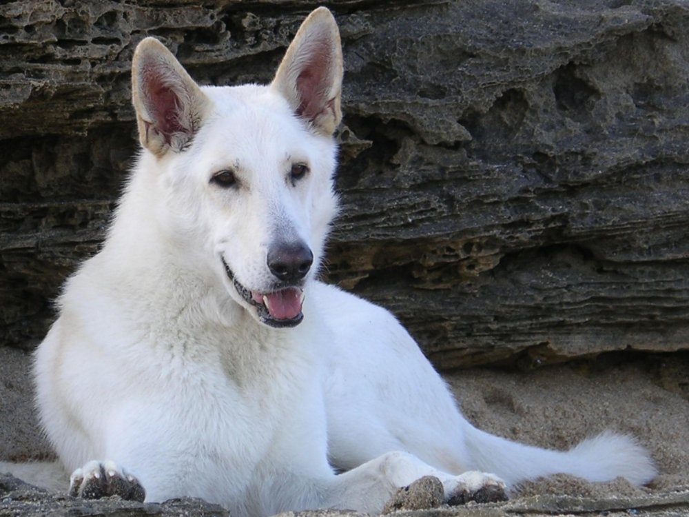 White Shepherd Dog Breed Image 7