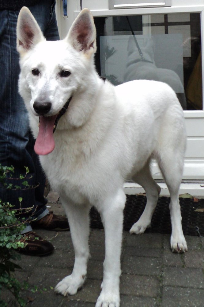 White Shepherd Dog Breed Image 9