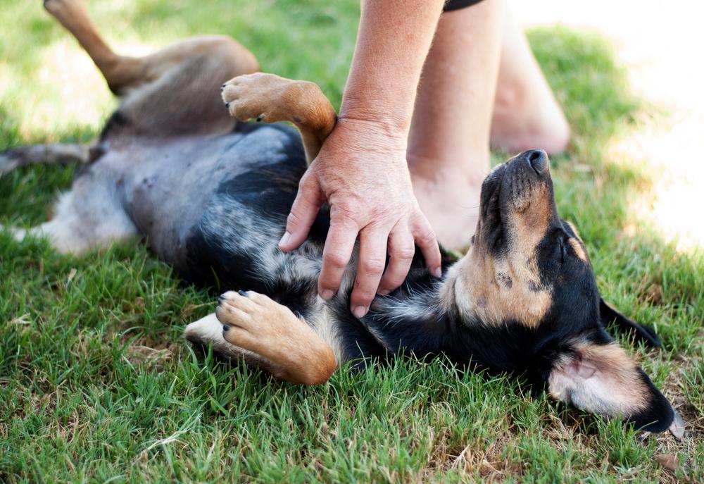 Why Do Dogs Kick Their Leg When You Pat Them Image 10