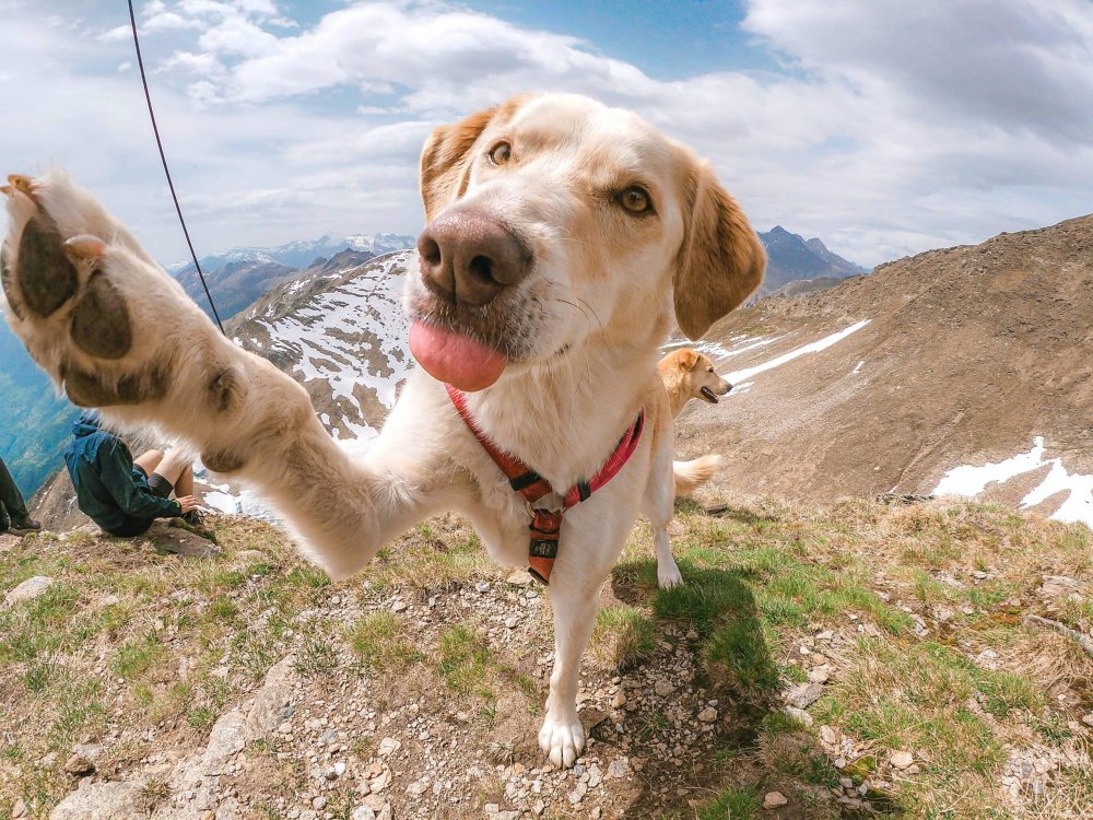 Why Do Dogs Kick Their Leg When You Pat Them Image 18