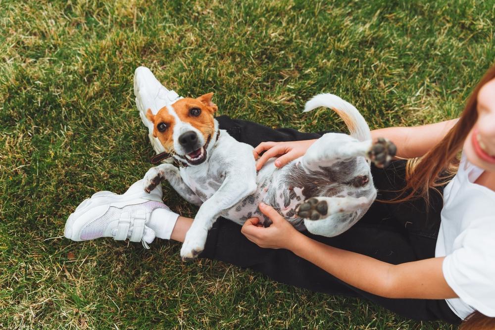 Why Do Dogs Kick Their Leg When You Pat Them Image 7