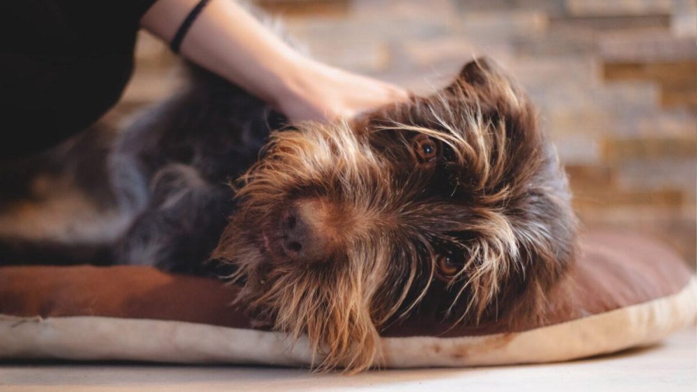 Why Do Dogs Kick Their Leg When You Pat Them Image 8