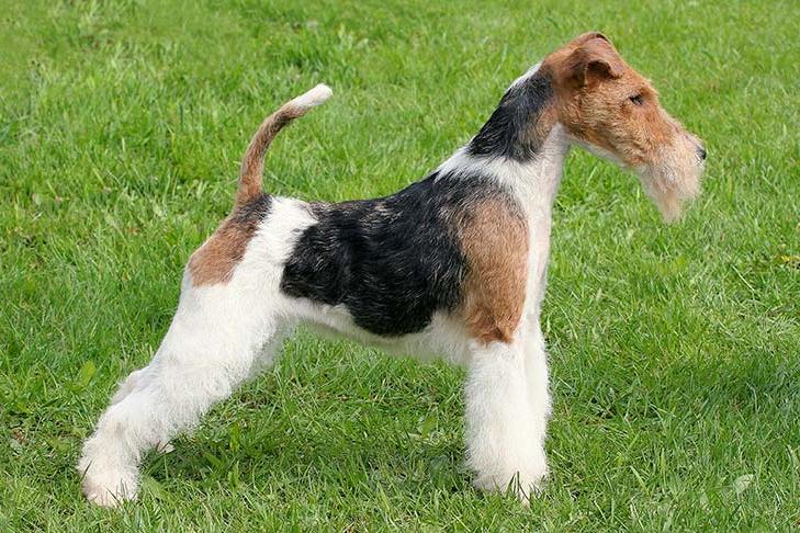 Wire Fox Terrier Dog Breed Image 19