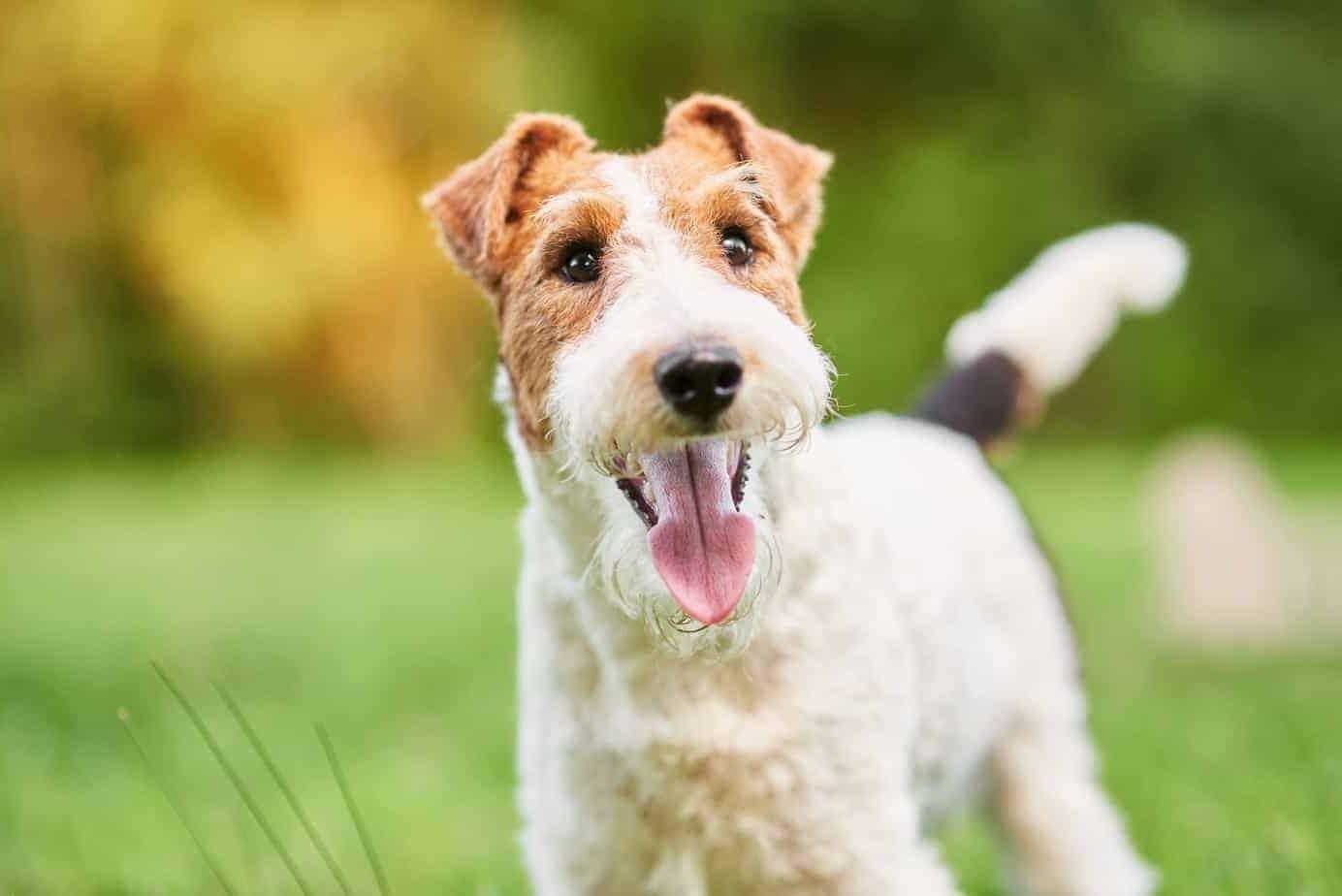 Wire Fox Terrier Dog Breed Image 6