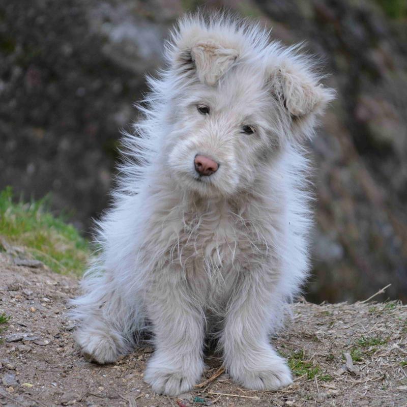 Xiasi Dog Breed Image 1