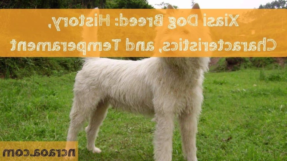 Xiasi Dog Breed Image 4