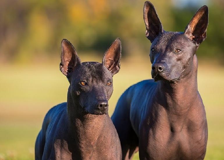 Xoloitzcuintle Dog Breed Image 13