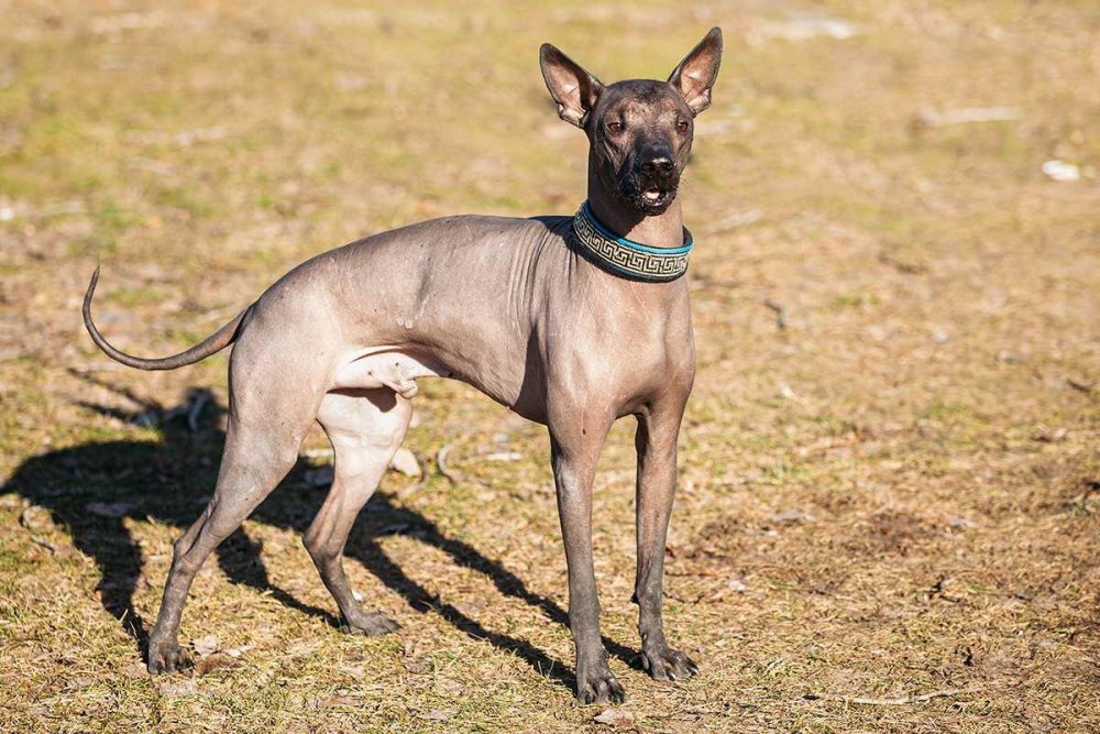 Xoloitzcuintle Dog Breed Image 19