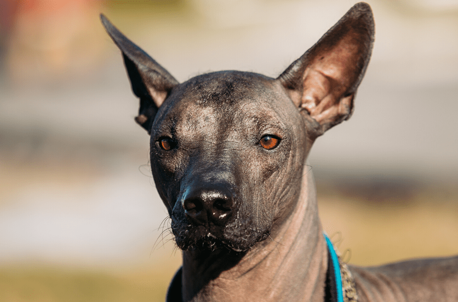 Xoloitzcuintle Dog Breed Image 2