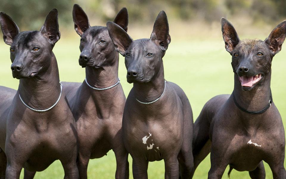 Xoloitzcuintle Dog Breed Image 20