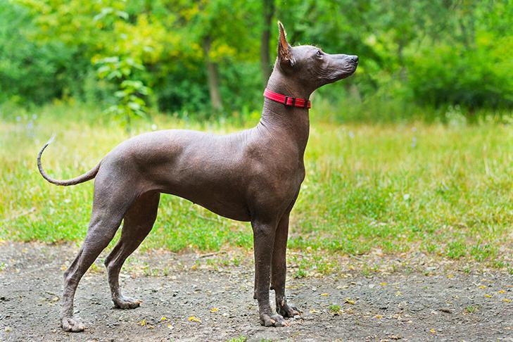 Xoloitzcuintle Dog Breed Image 4